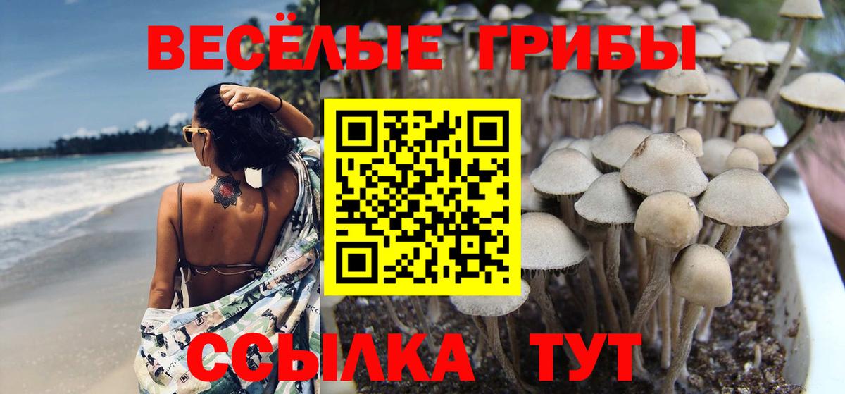 Галлюциногенные грибы GOLDEN TEACHER  Вход с VPN  Псилоцибиновые грибы Magic Shrooms  Кинель 